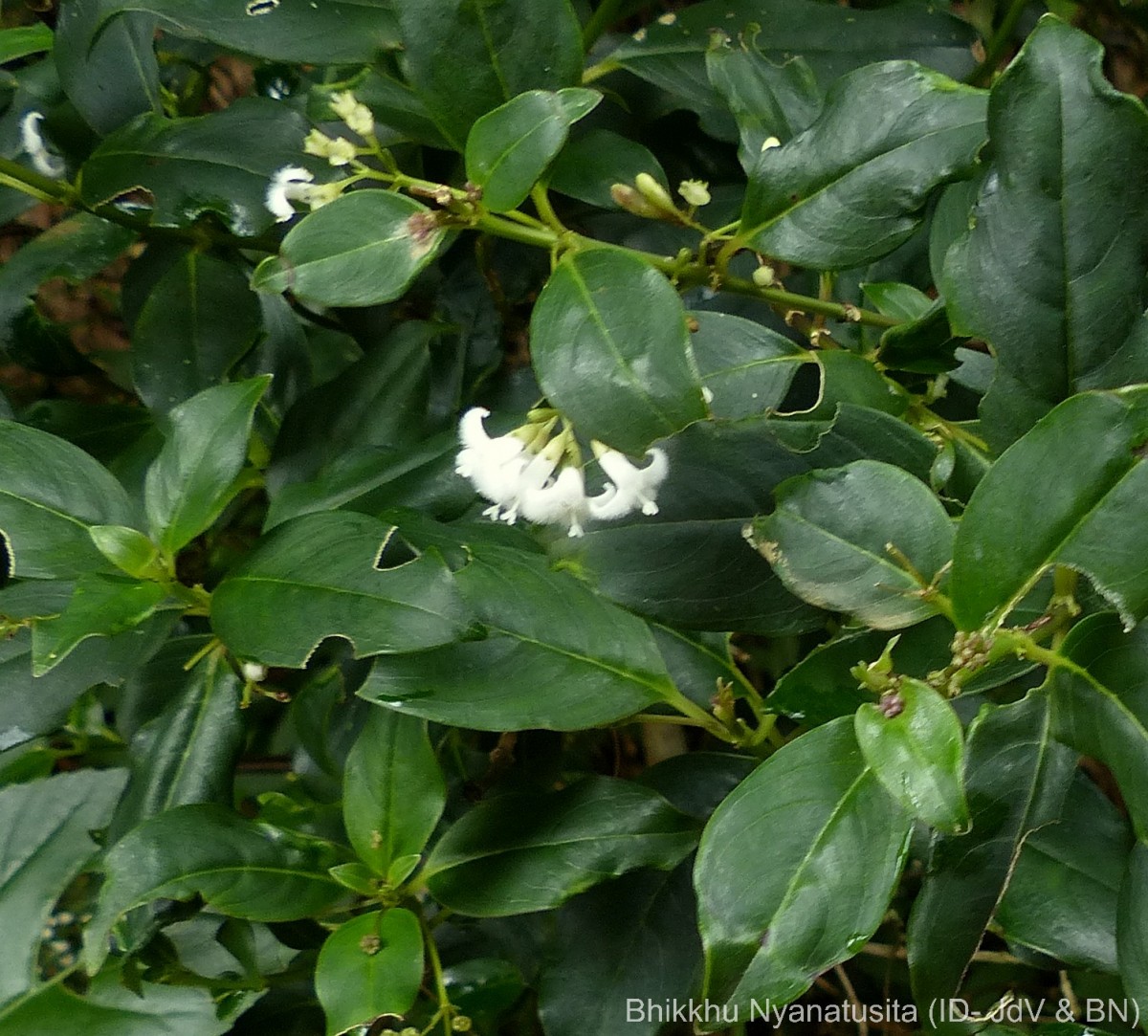 Hedyotis trimenii var. orbicularifolia Ridsdale